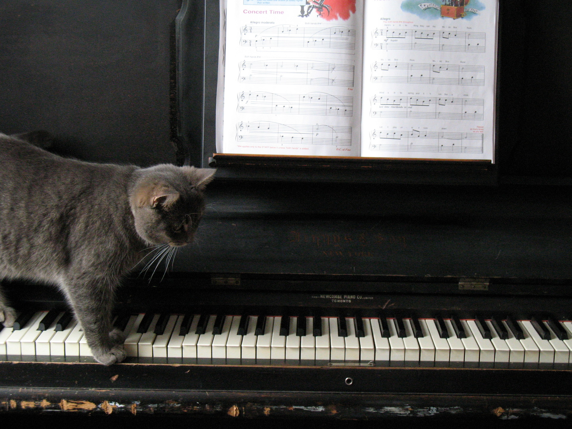 piano-cat-1404179-1920x1440